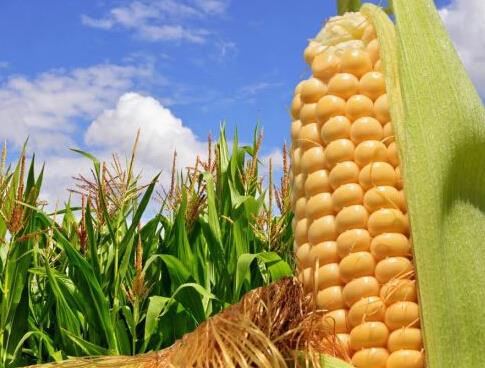 玉米收储改革把农民推向市场，什么玉米价格会涨？ 