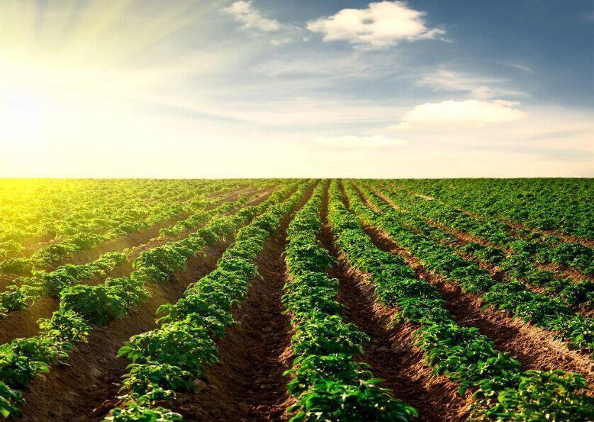 种业顶风前行，必须看清十大形势！